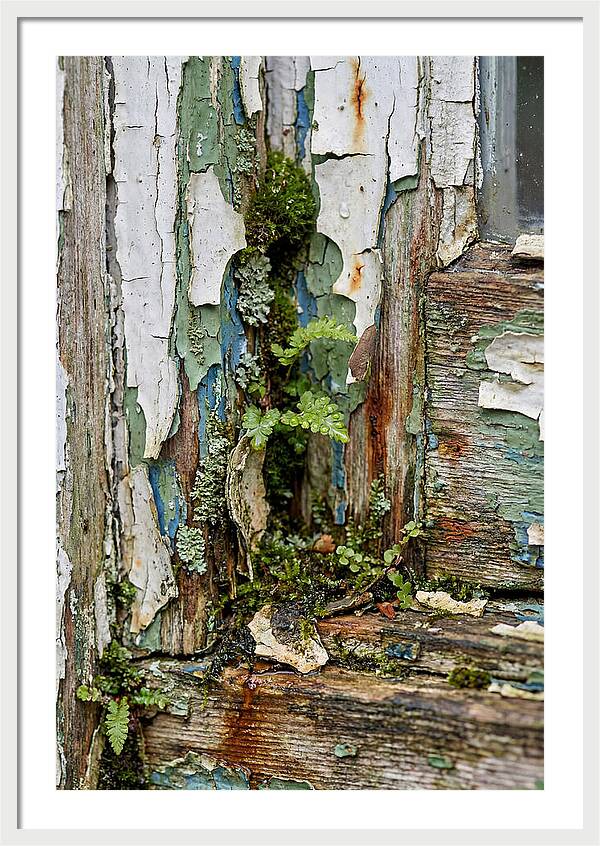 Peeling Paint Nature Reclaim