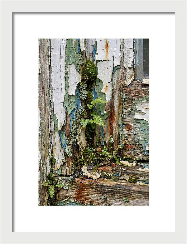 Peeling Paint Nature Reclaim