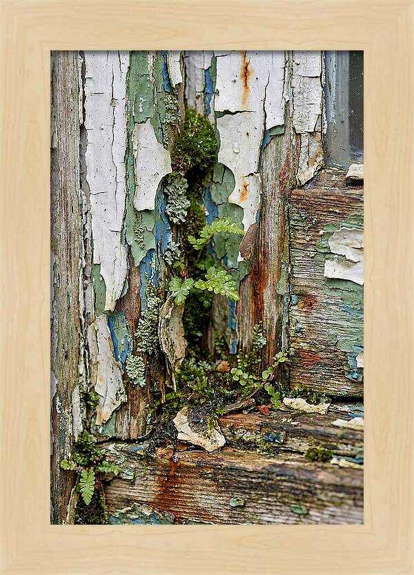 Peeling Paint Nature Reclaim