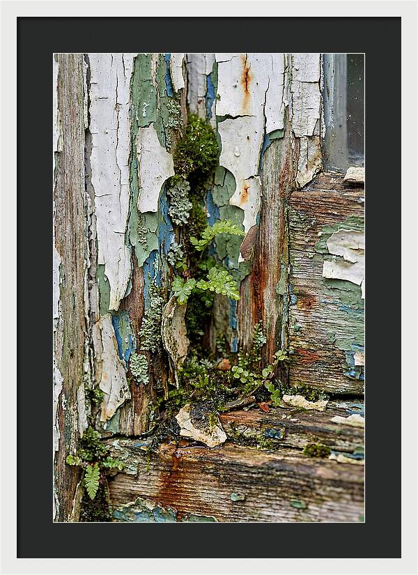 Peeling Paint Nature Reclaim