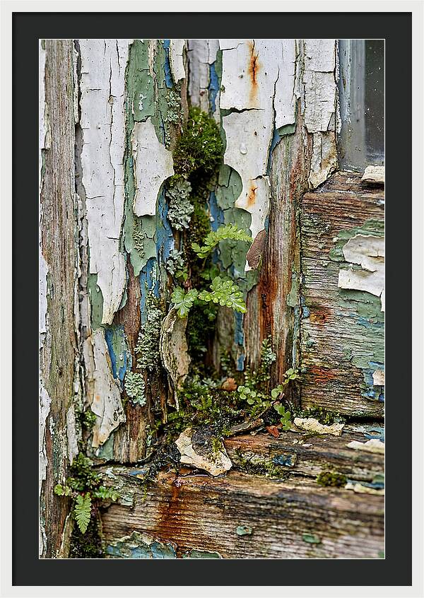 Peeling Paint Nature Reclaim