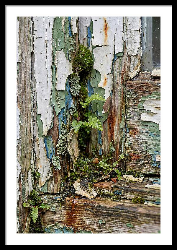 Peeling Paint Nature Reclaim