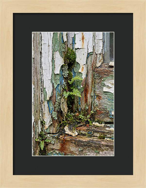 Peeling Paint Nature Reclaim
