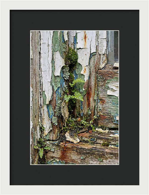Peeling Paint Nature Reclaim