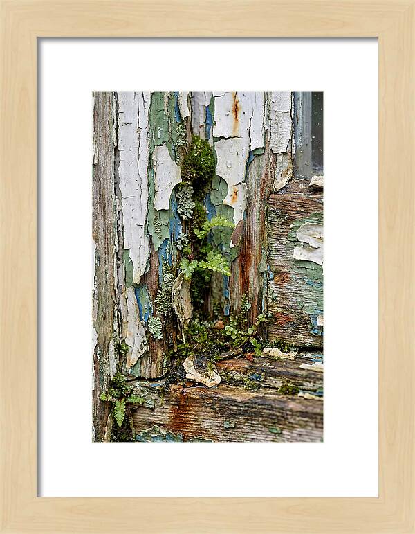 Peeling Paint Nature Reclaim
