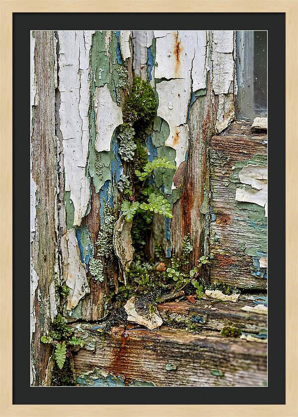 Peeling Paint Nature Reclaim