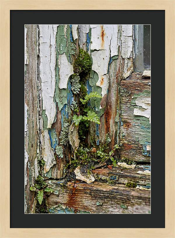 Peeling Paint Nature Reclaim