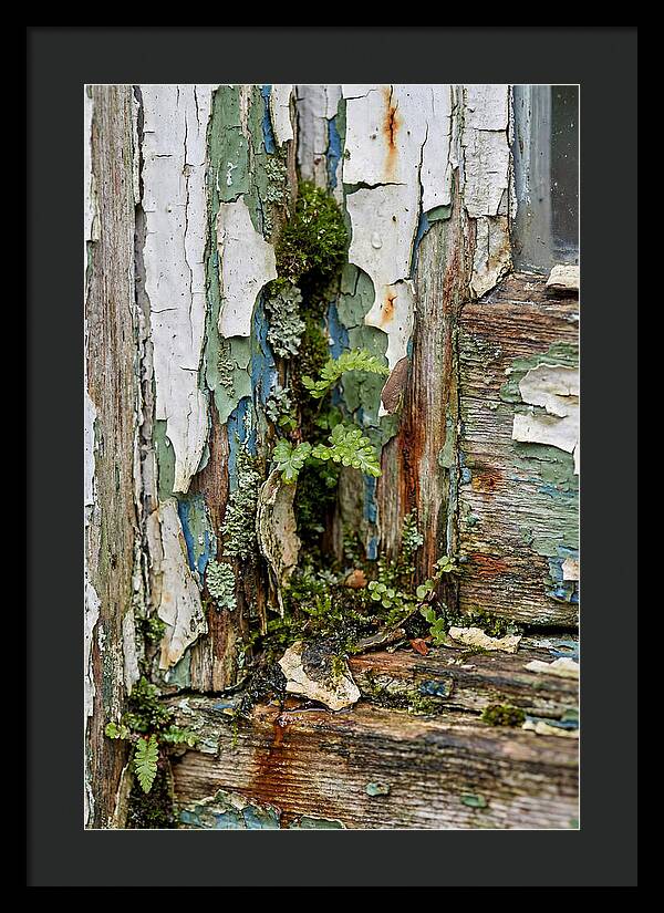 Peeling Paint Nature Reclaim