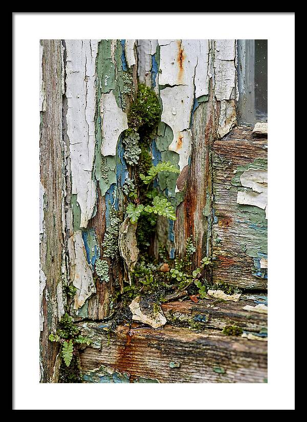 Peeling Paint Nature Reclaim