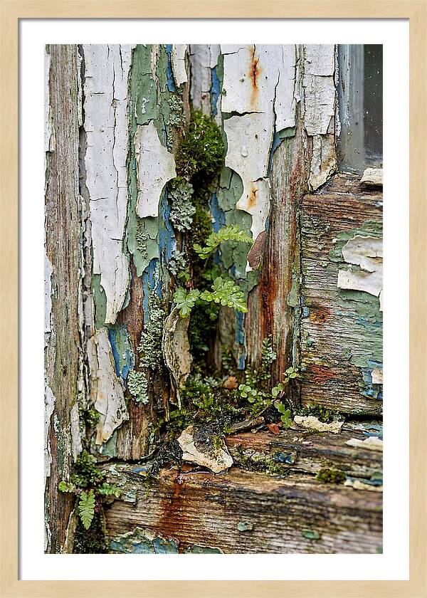 Peeling Paint Nature Reclaim