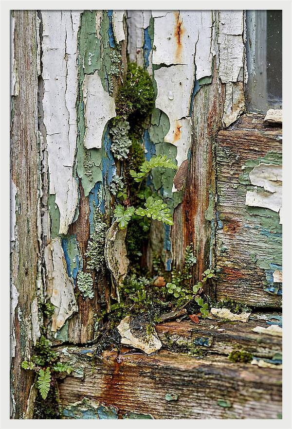 Peeling Paint Nature Reclaim