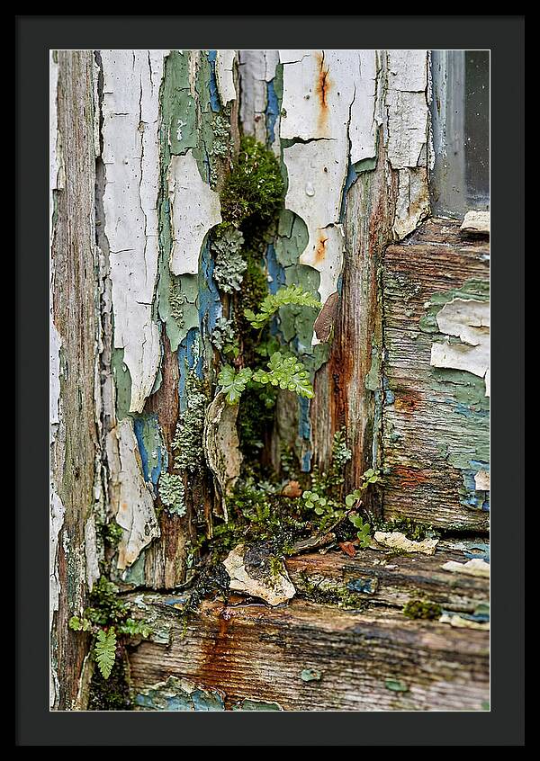 Peeling Paint Nature Reclaim