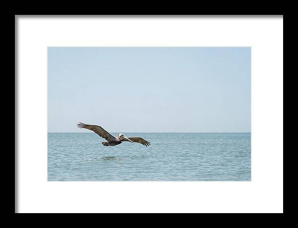 Pelican Gliding Over Calm Waters