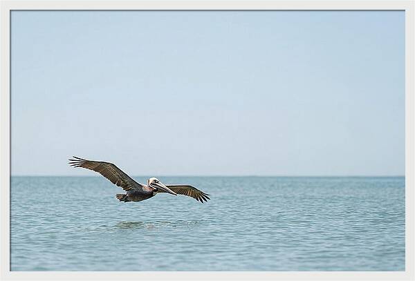 Pelican Gliding Over Calm Waters