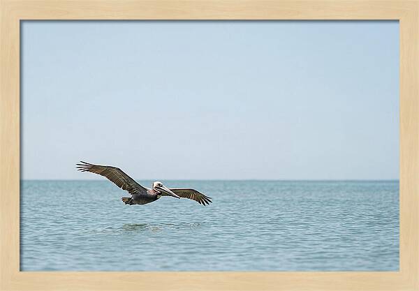 Pelican Gliding Over Calm Waters