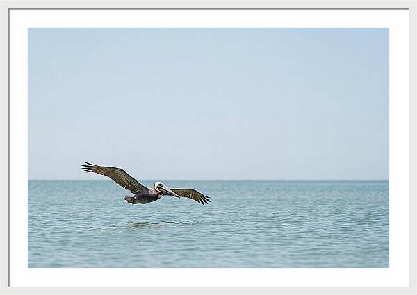 Pelican Gliding Over Calm Waters