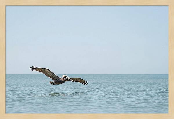 Pelican Gliding Over Calm Waters