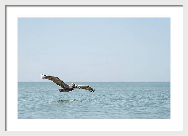 Pelican Gliding Over Calm Waters