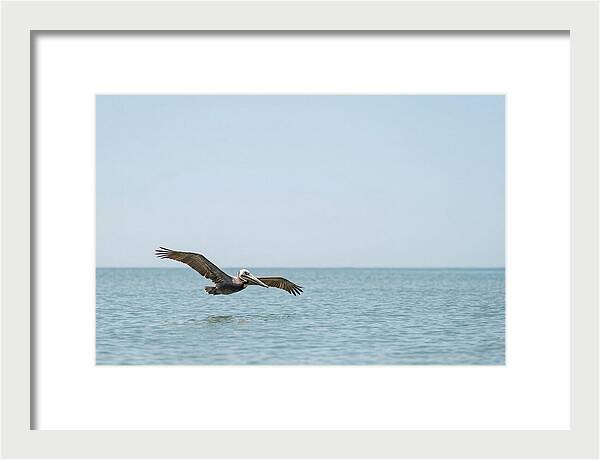 Pelican Gliding Over Calm Waters
