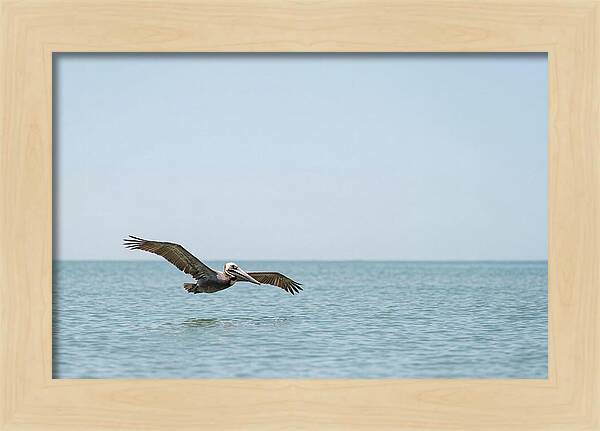 Pelican Gliding Over Calm Waters