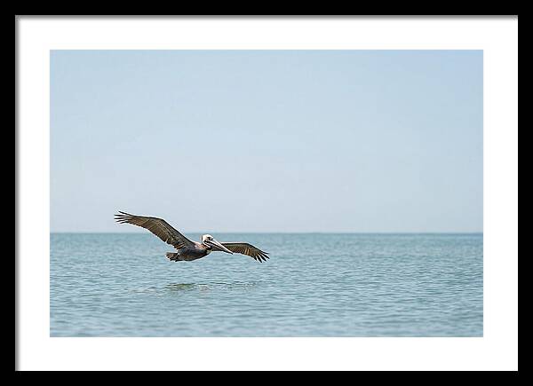 Pelican Gliding Over Calm Waters