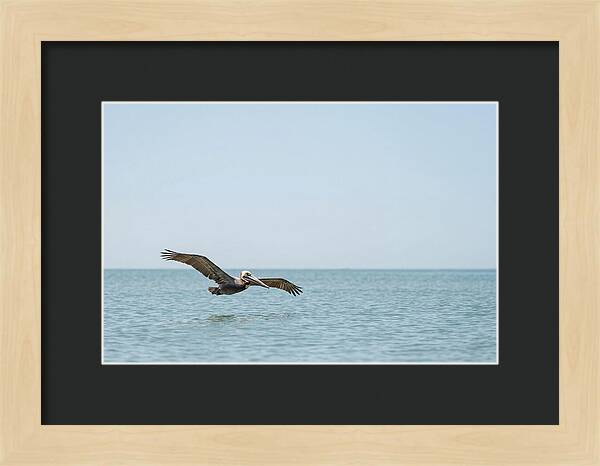 Pelican Gliding Over Calm Waters