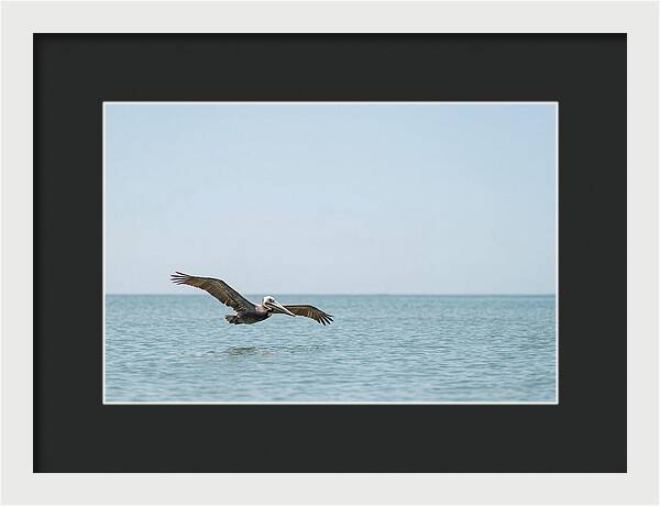 Pelican Gliding Over Calm Waters