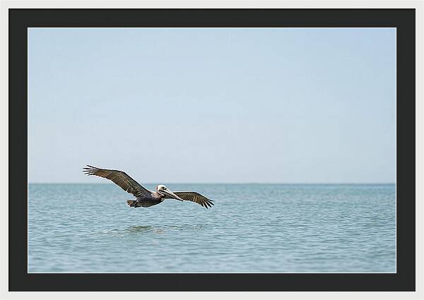 Pelican Gliding Over Calm Waters