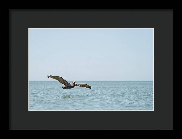 Pelican Gliding Over Calm Waters