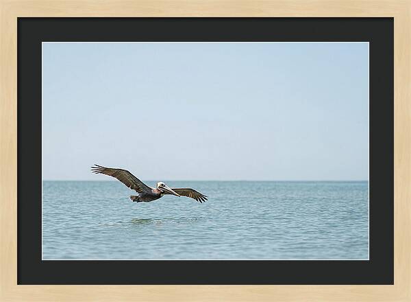 Pelican Gliding Over Calm Waters