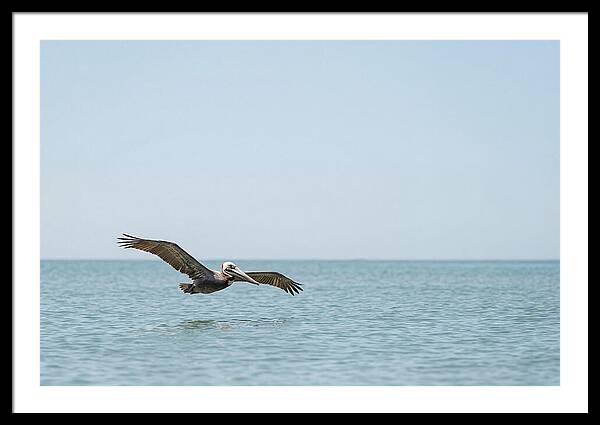 Pelican Gliding Over Calm Waters
