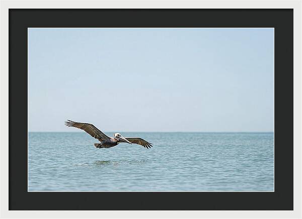 Pelican Gliding Over Calm Waters