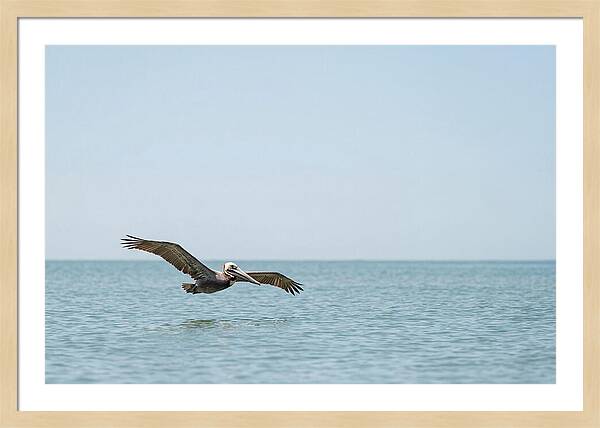 Pelican Gliding Over Calm Waters