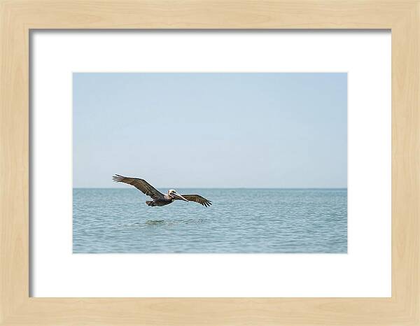 Pelican Gliding Over Calm Waters