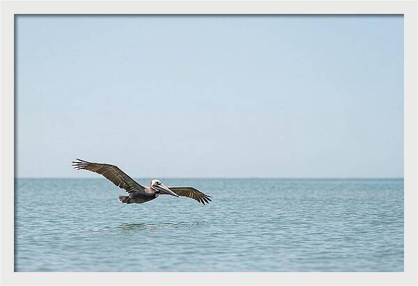 Pelican Gliding Over Calm Waters