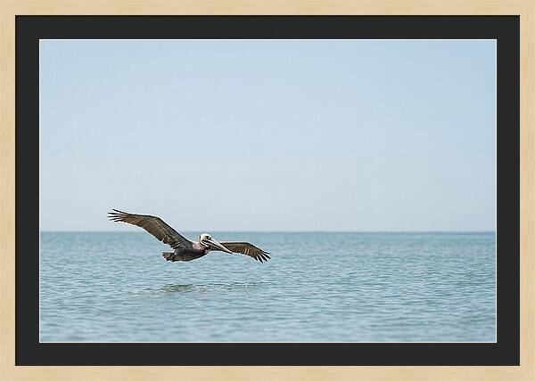 Pelican Gliding Over Calm Waters