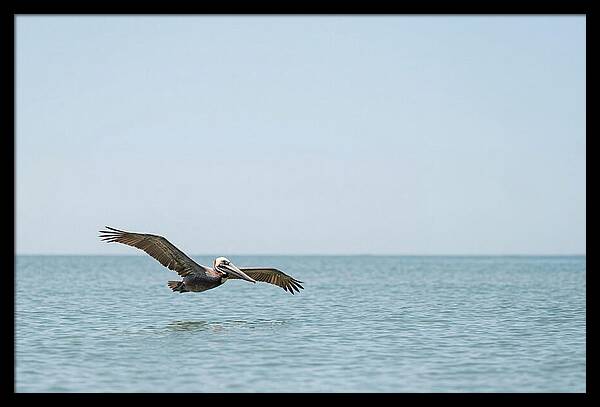 Pelican Gliding Over Calm Waters