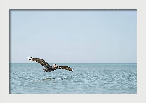Pelican Gliding Over Calm Waters