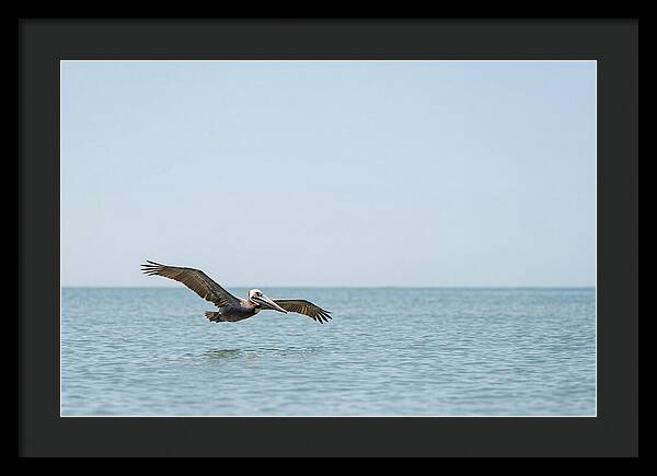Pelican Gliding Over Calm Waters