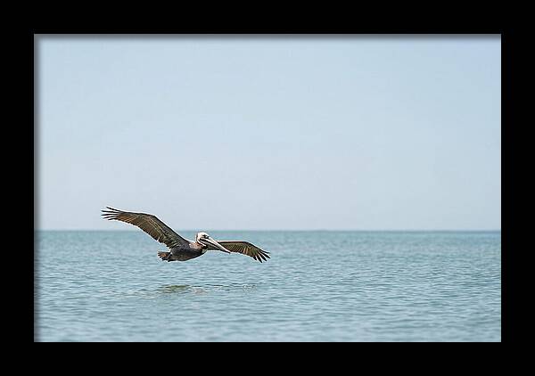 Pelican Gliding Over Calm Waters