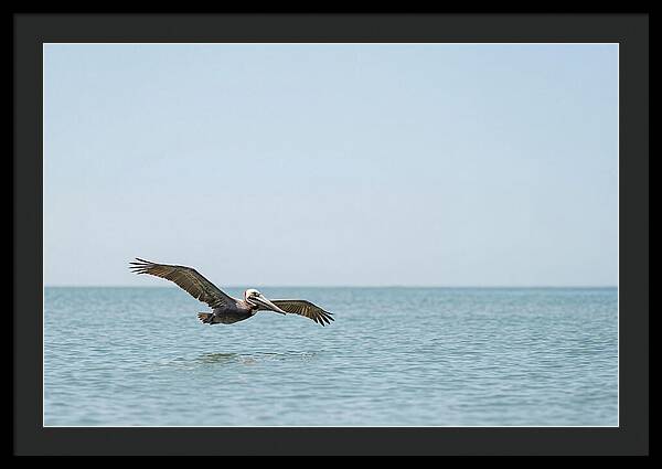Pelican Gliding Over Calm Waters