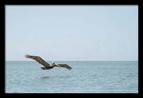 Pelican Gliding Over Calm Waters