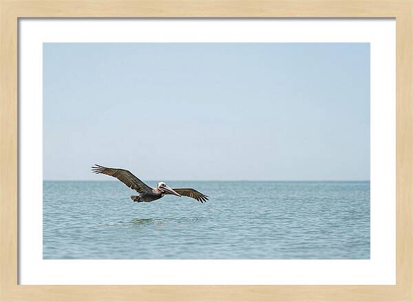 Pelican Gliding Over Calm Waters
