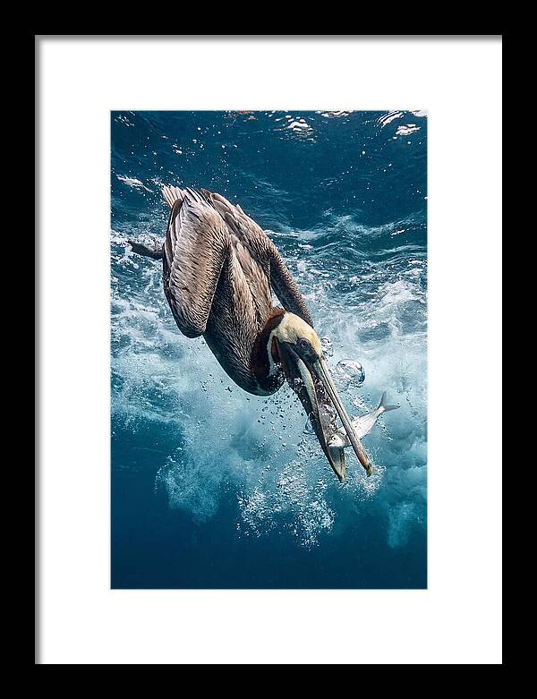 Pelican Plunge In Motion