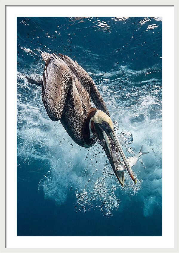 Pelican Plunge In Motion