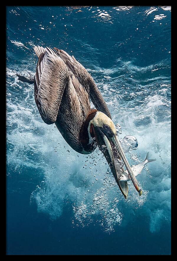 Pelican Plunge In Motion