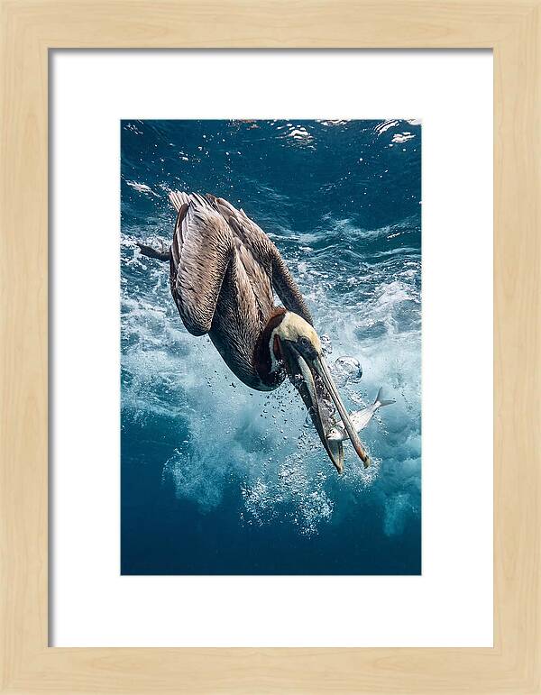 Pelican Plunge In Motion