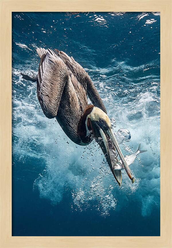 Pelican Plunge In Motion