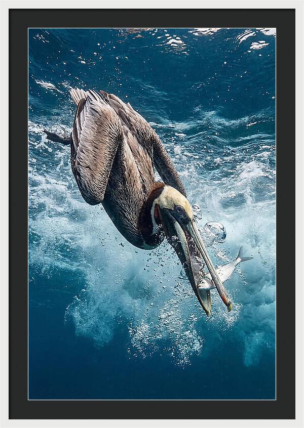 Pelican Plunge In Motion