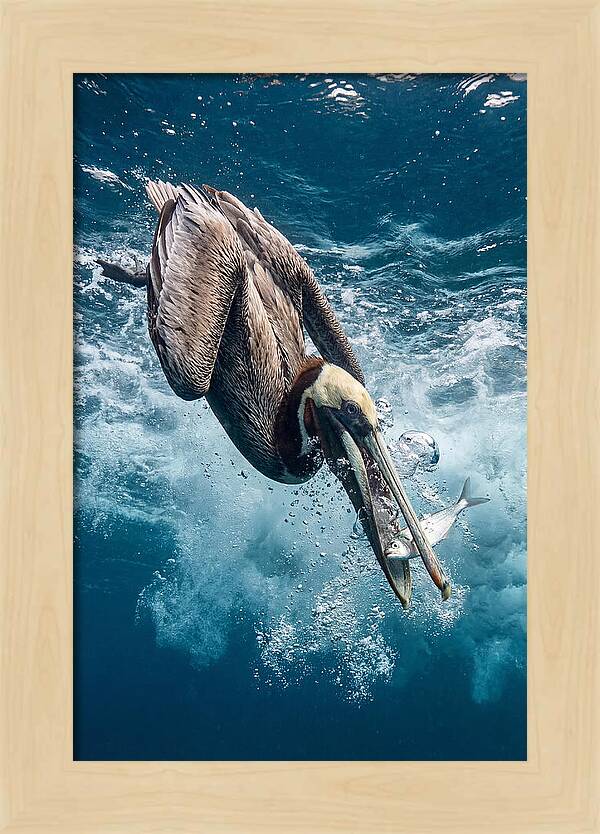 Pelican Plunge In Motion